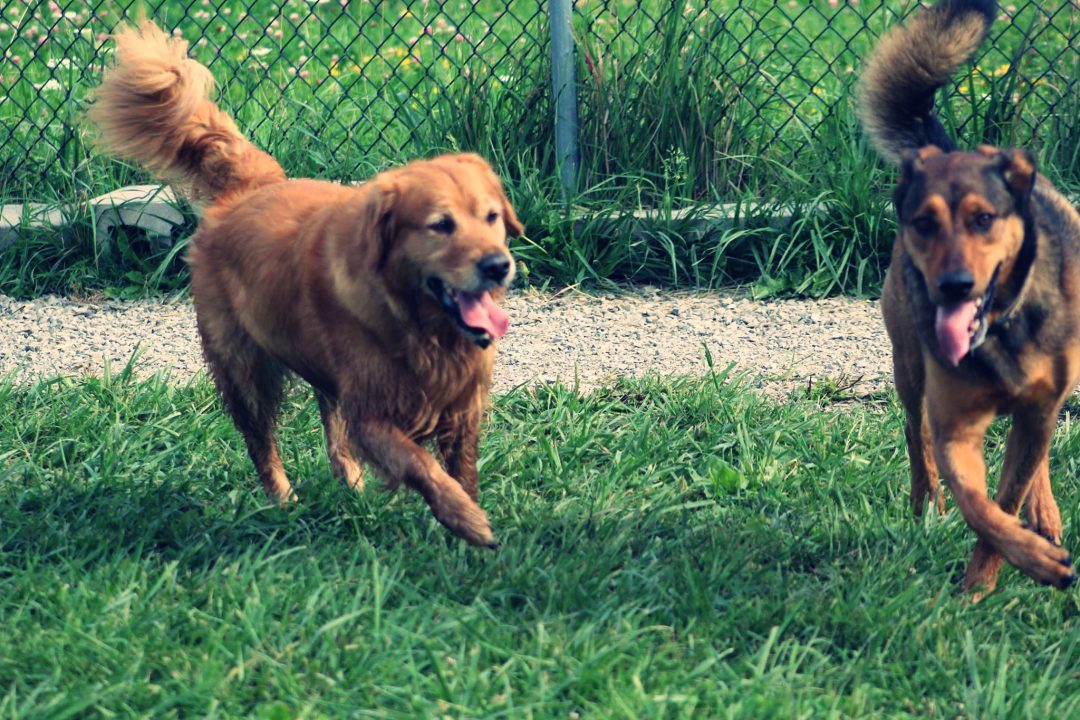 dog supplements - preventive health