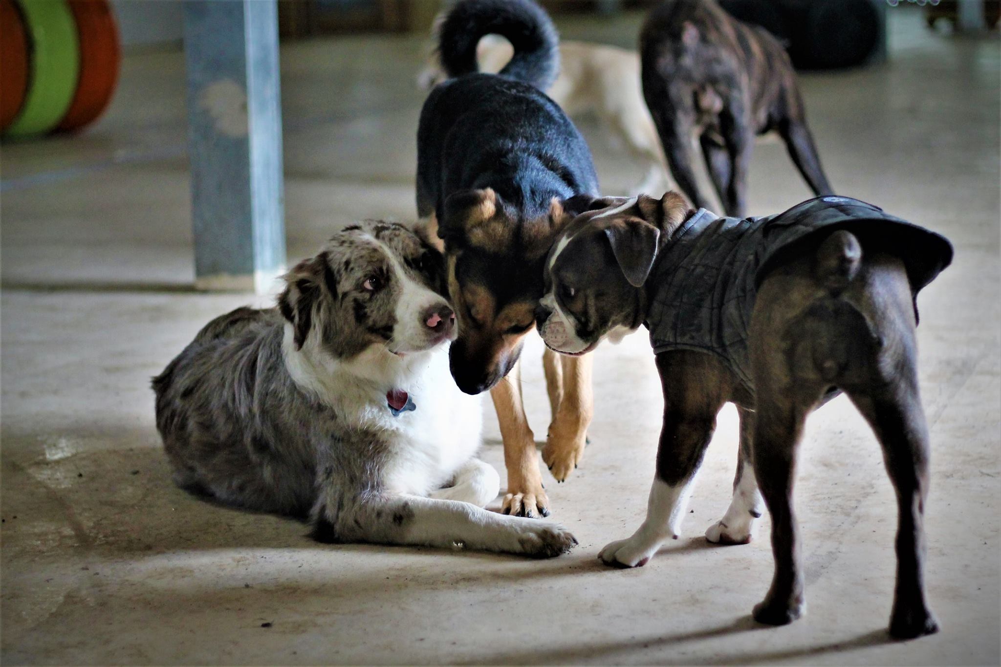 About us- indoor three playing dogs