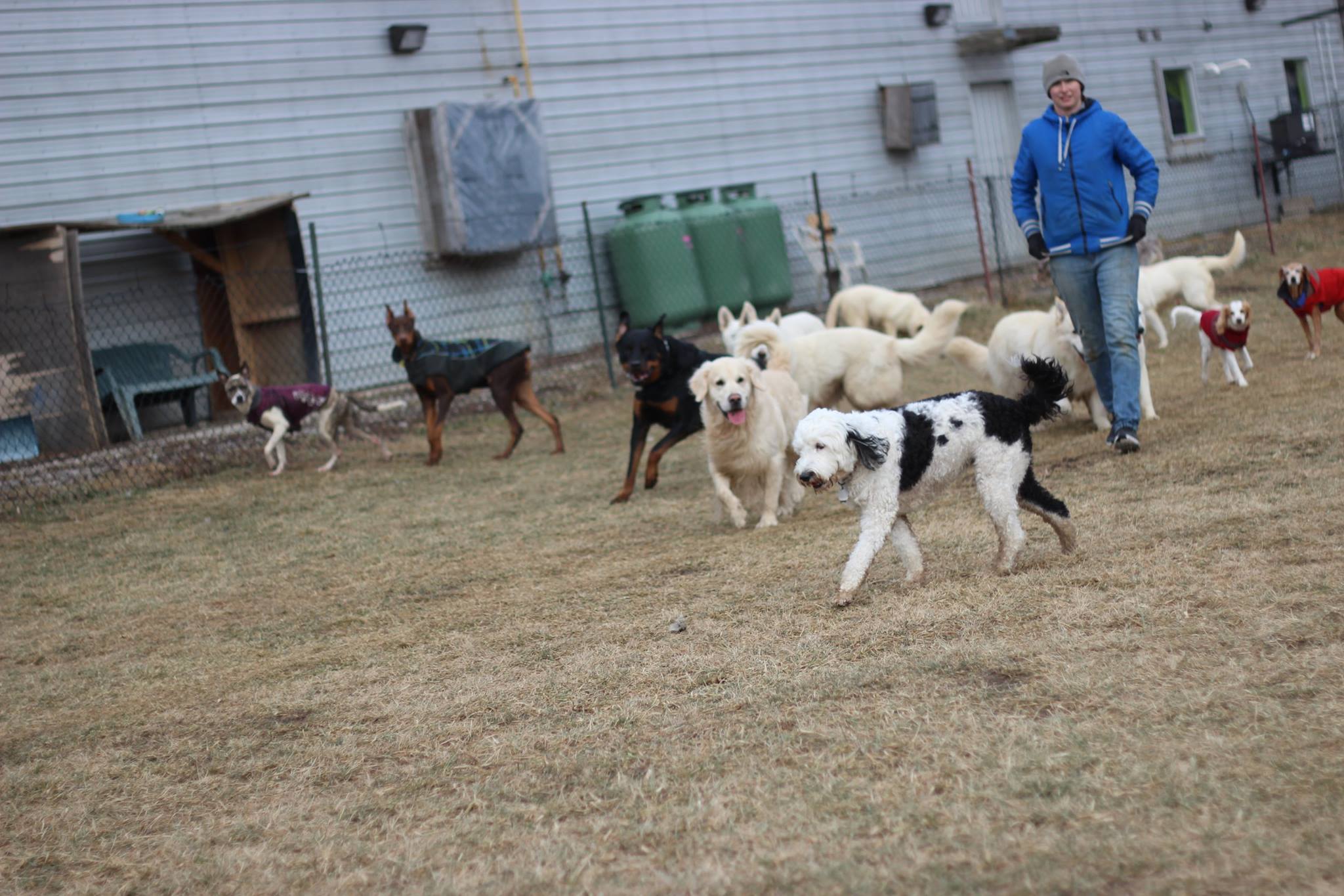 About us - many dogs playing outside with Rachel