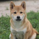 https://dogsreformedhw.com/wp-content/uploads/2021/12/AF1QipODHZViLETRHu5T7N85_lsfMBGF_7RlT7bsrpKxs512-160x160.jpg