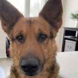 https://dogsreformedhw.com/wp-content/uploads/2021/12/AF1QipOgN0hb1r2twbrUqVLBmevzp2dCPZUsLJuRzMQPs512-160x160.jpg