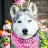 https://dogsreformedhw.com/wp-content/uploads/2021/12/AF1QipPaeZL_FbB49kFEOF3tzq1tb1T6uLKTsNCqsUTzs677-k-no-160x160.jpg