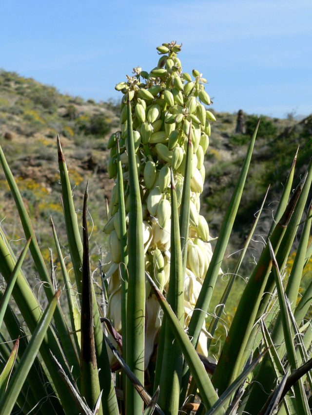 Yucca Schidigera blooming