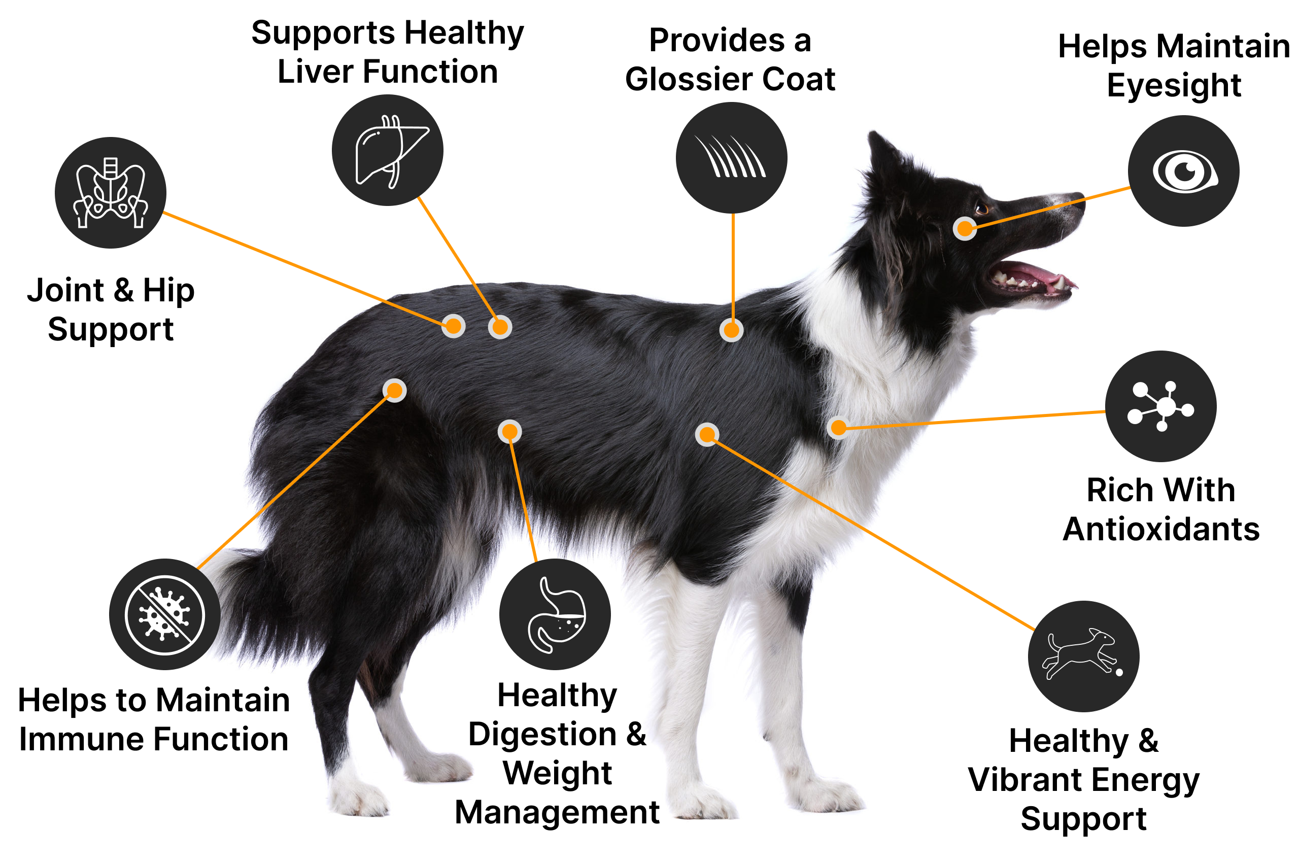 https://dogsreformedhw.com/wp-content/uploads/2024/02/all-in-one-supplement-benefits-diagram.png